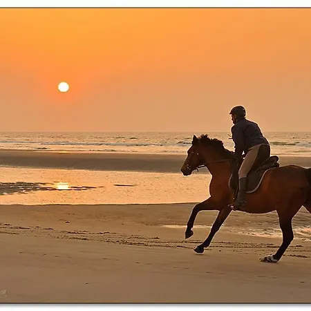 De Gouden Haan מלון 3*