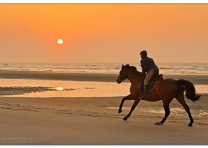 De Gouden Haan Hotel 3*