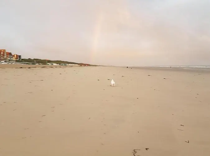 De Gouden Haan De Haan